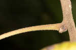 Shagbark hickory